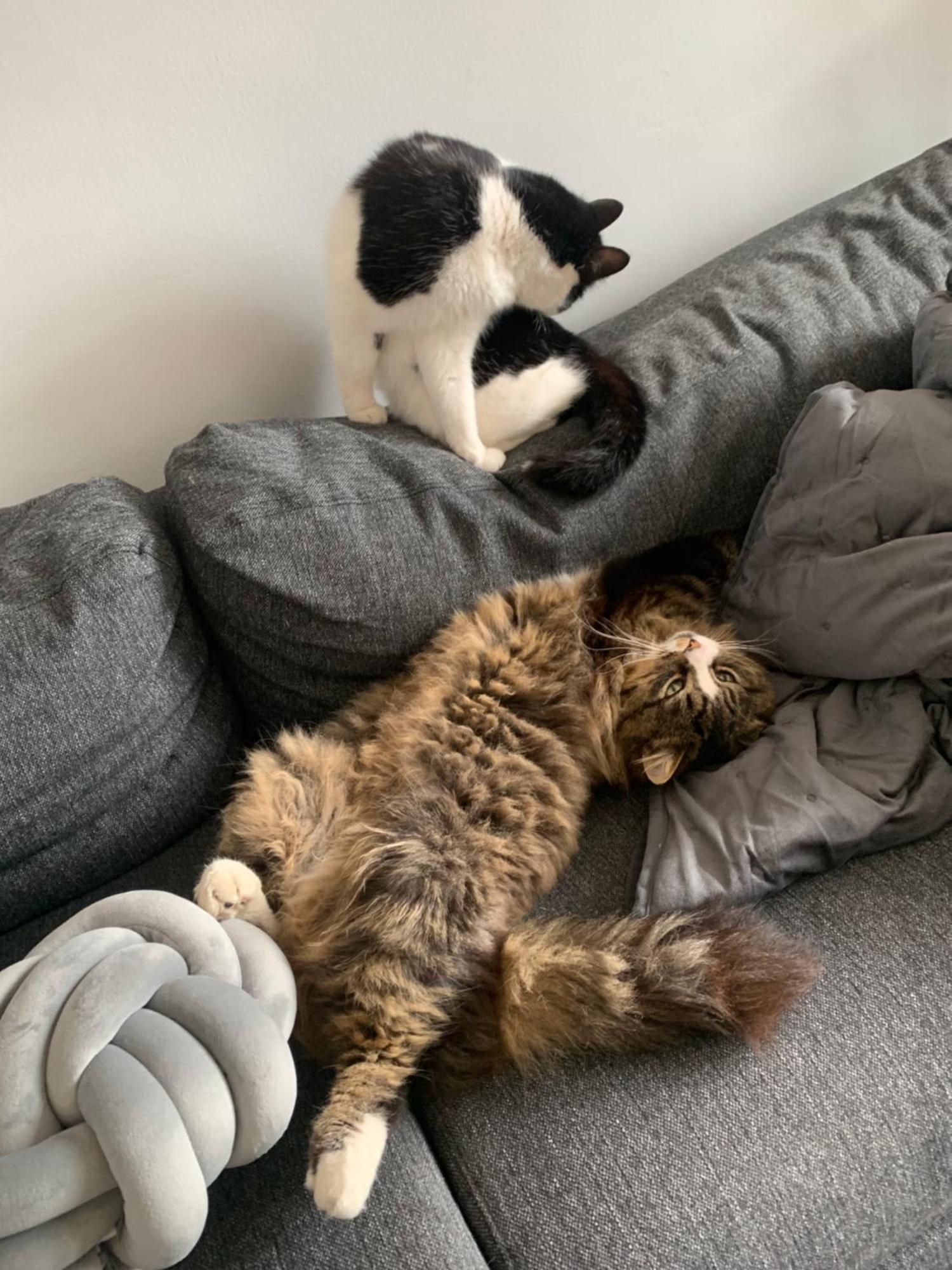 Wake Up With 2 Cats On Your Face ดับลิน ภายนอก รูปภาพ