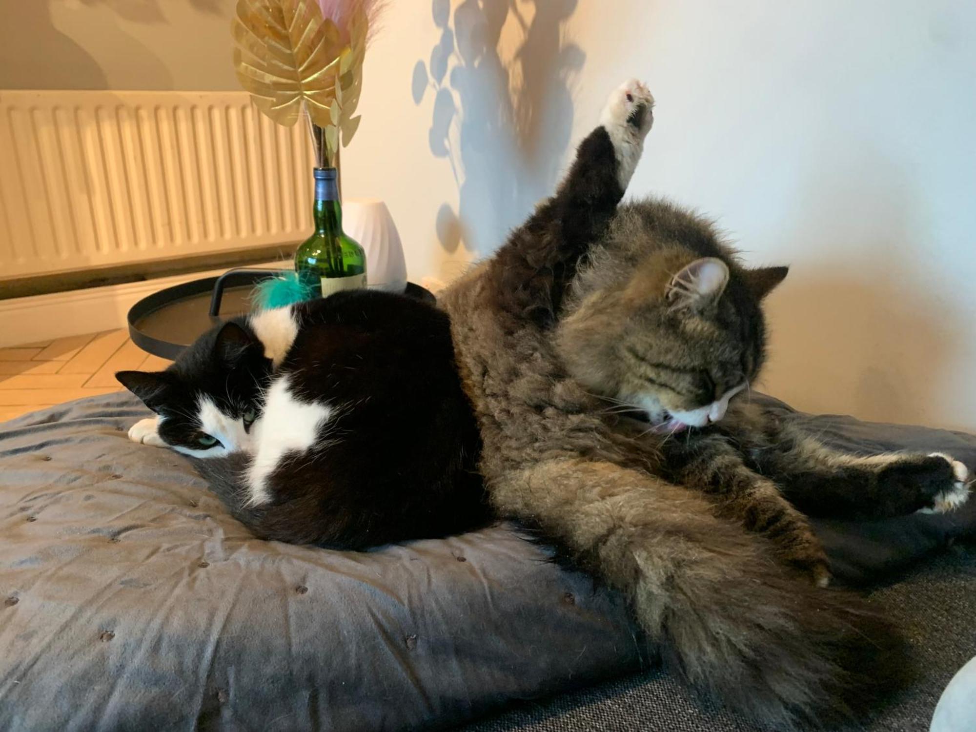 Wake Up With 2 Cats On Your Face ดับลิน ภายนอก รูปภาพ